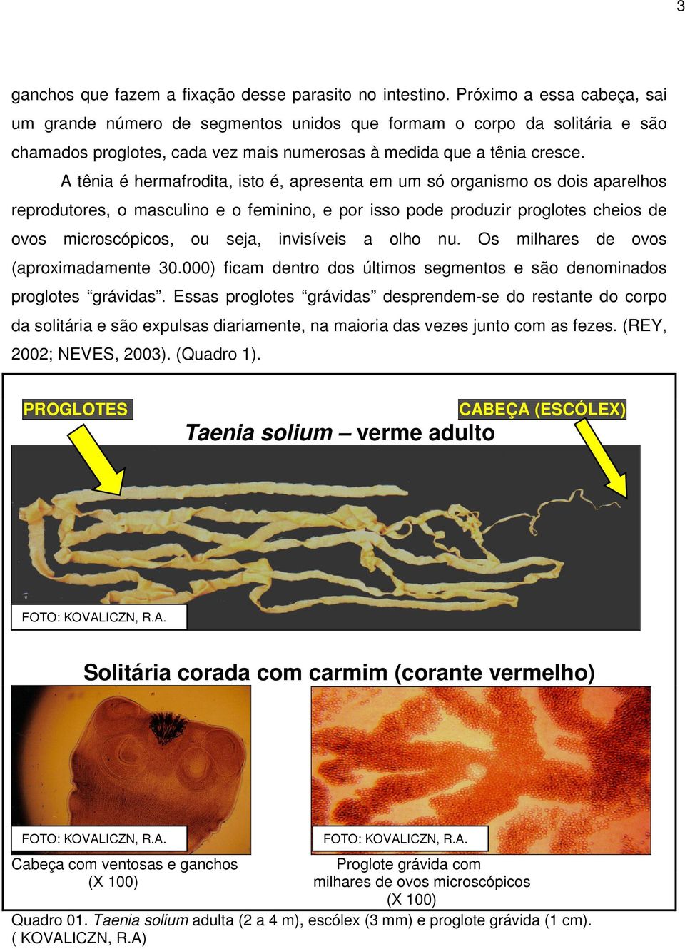 A tênia é hermafrodita, isto é, apresenta em um só organismo os dois aparelhos reprodutores, o masculino e o feminino, e por isso pode produzir proglotes cheios de ovos microscópicos, ou seja,