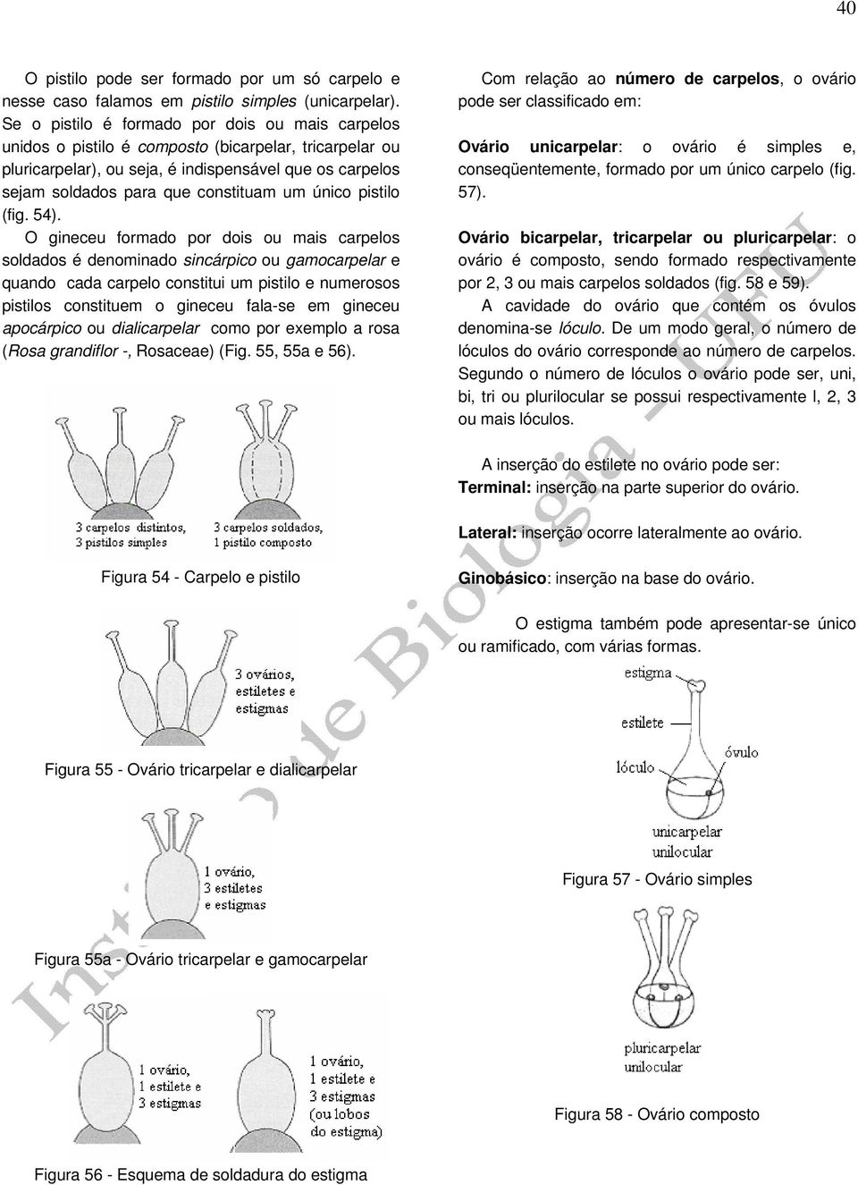 único pistilo (fig. 54).