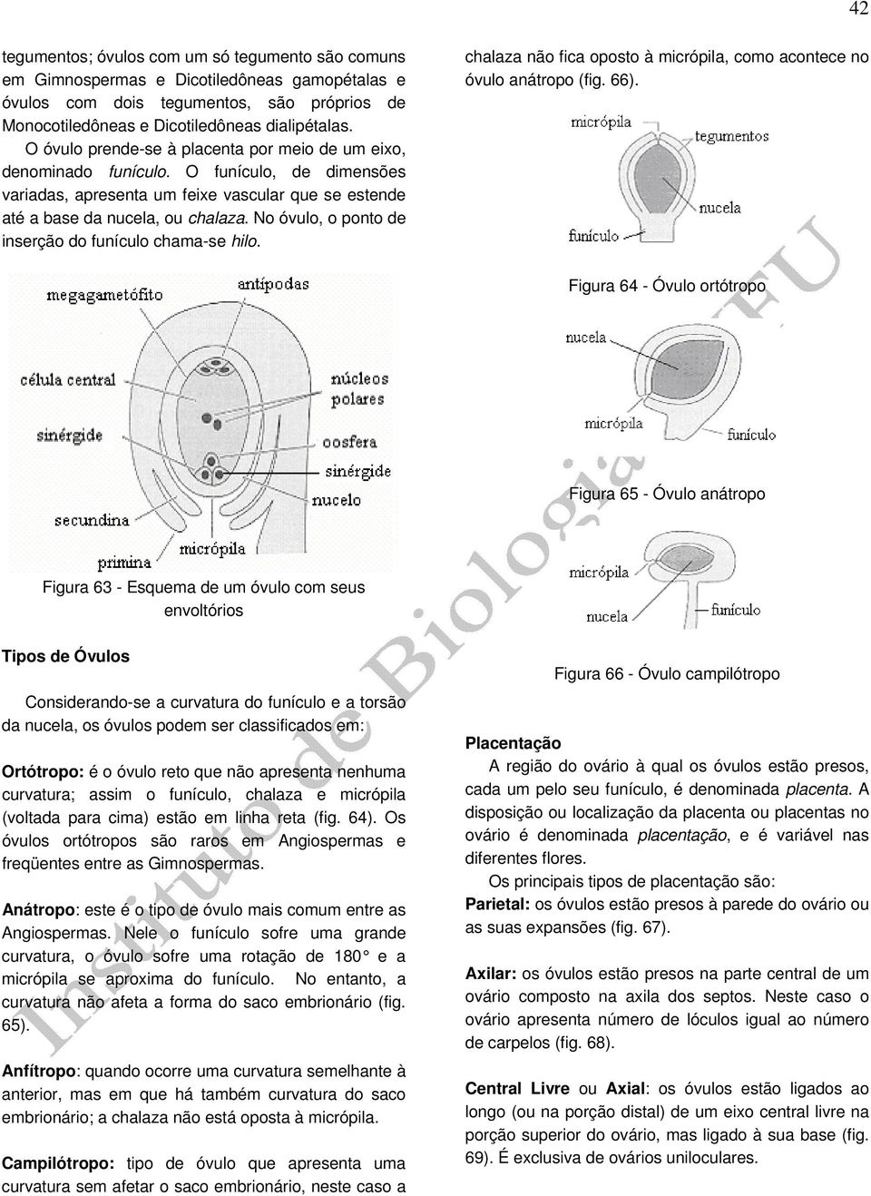 No óvulo, o ponto de inserção do funículo chama-se hilo. chalaza não fica oposto à micrópila, como acontece no óvulo anátropo (fig. 66).