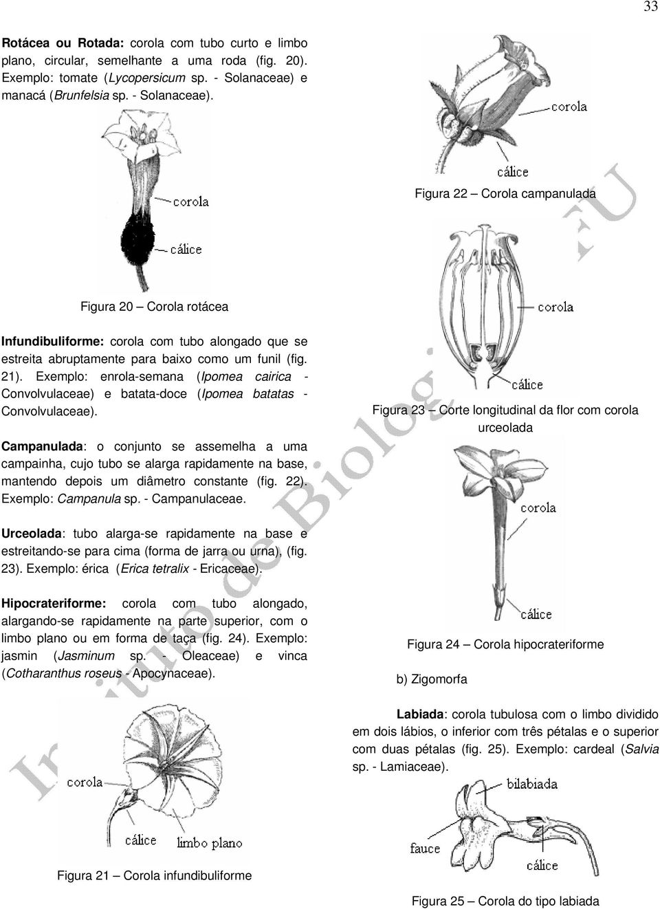 21). Exemplo: enrola-semana (Ipomea cairica - Convolvulaceae) e batata-doce (Ipomea batatas - Convolvulaceae).