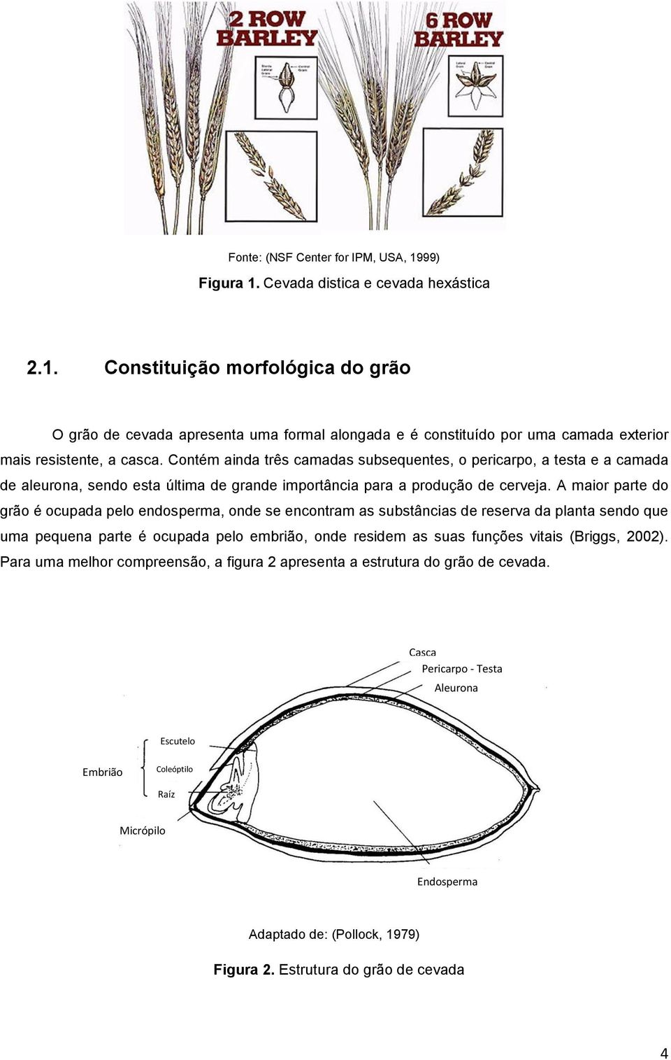 A maior parte do grão é ocupada pelo endosperma, onde se encontram as substâncias de reserva da planta sendo que uma pequena parte é ocupada pelo embrião, onde residem as suas funções vitais (Briggs,