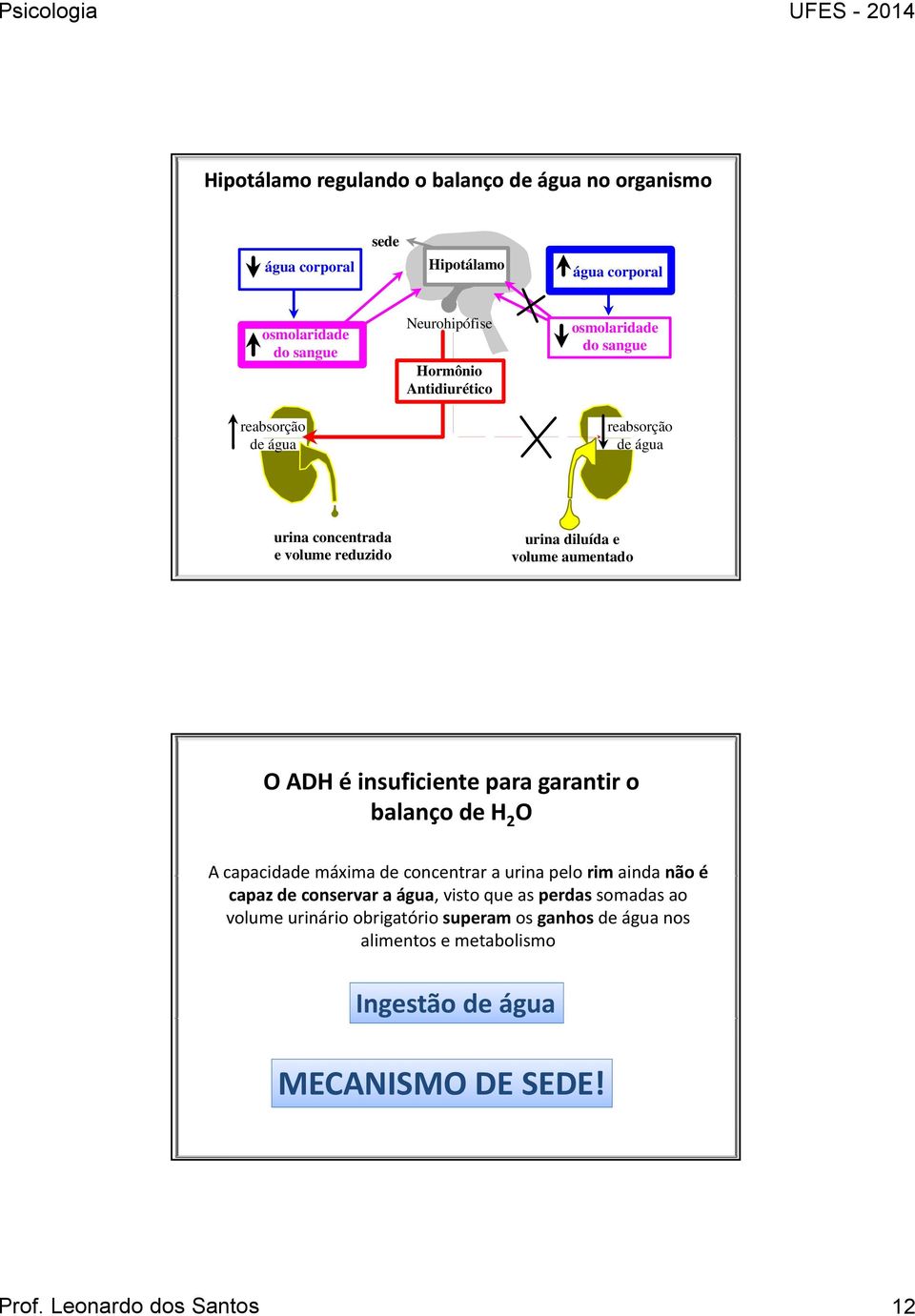 para garantir o balanço de H 2 O A capacidade máxima de concentrar a urina pelo rim ainda não é capaz de conservar a água, visto que as perdas