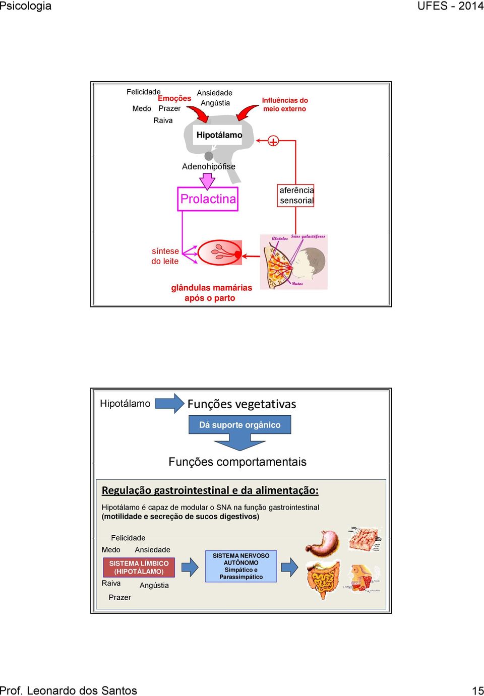 gastrointestinal e da alimentação: é capaz de modular o SNA na função gastrointestinal (motilidade e secreção de sucos digestivos)