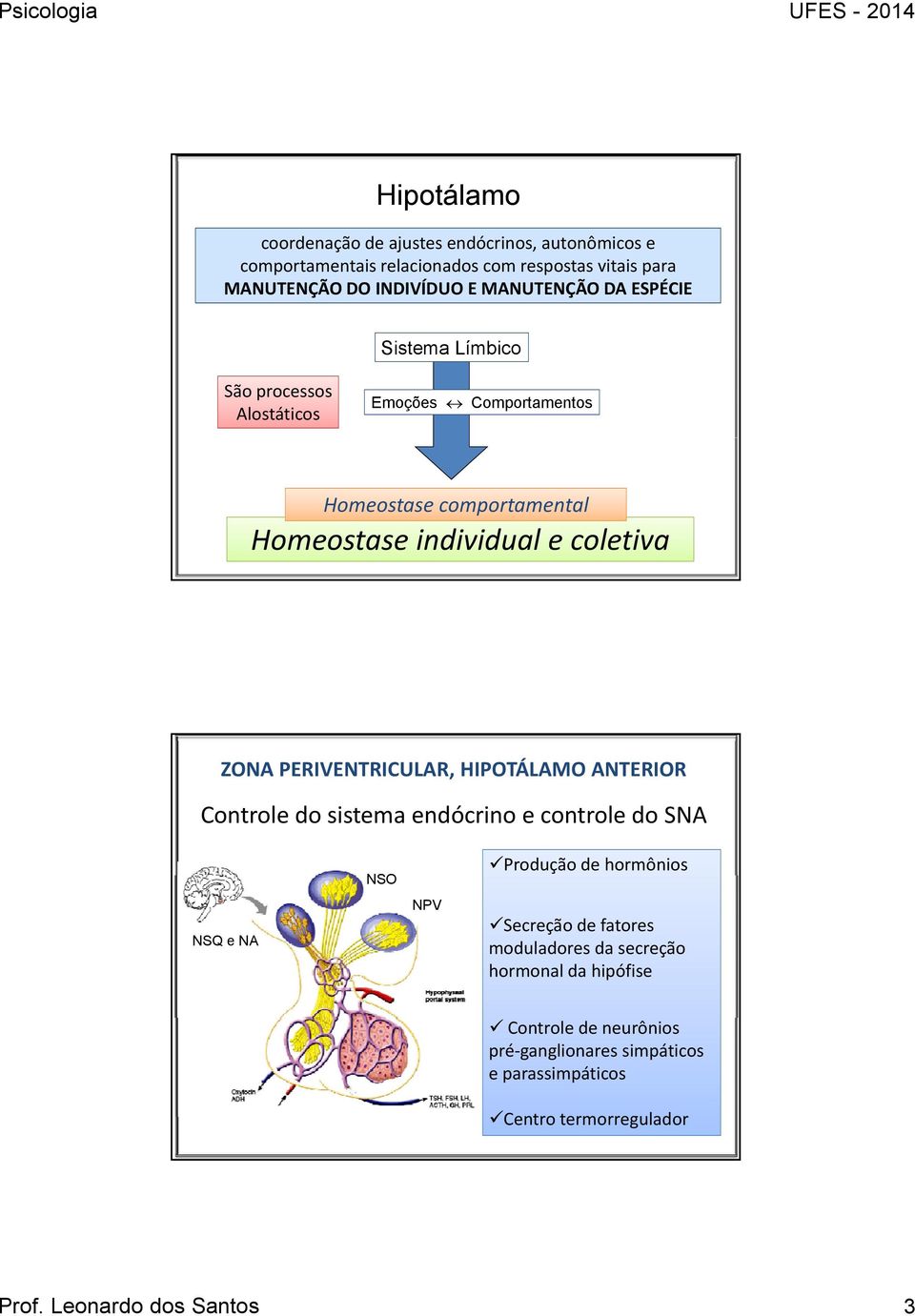 PERIVENTRICULAR, HIPOTÁLAMO ANTERIOR Controle do sistema endócrino e controle do SNA NSQ e NA NSO NPV Produção de hormônios Secreção de fatores