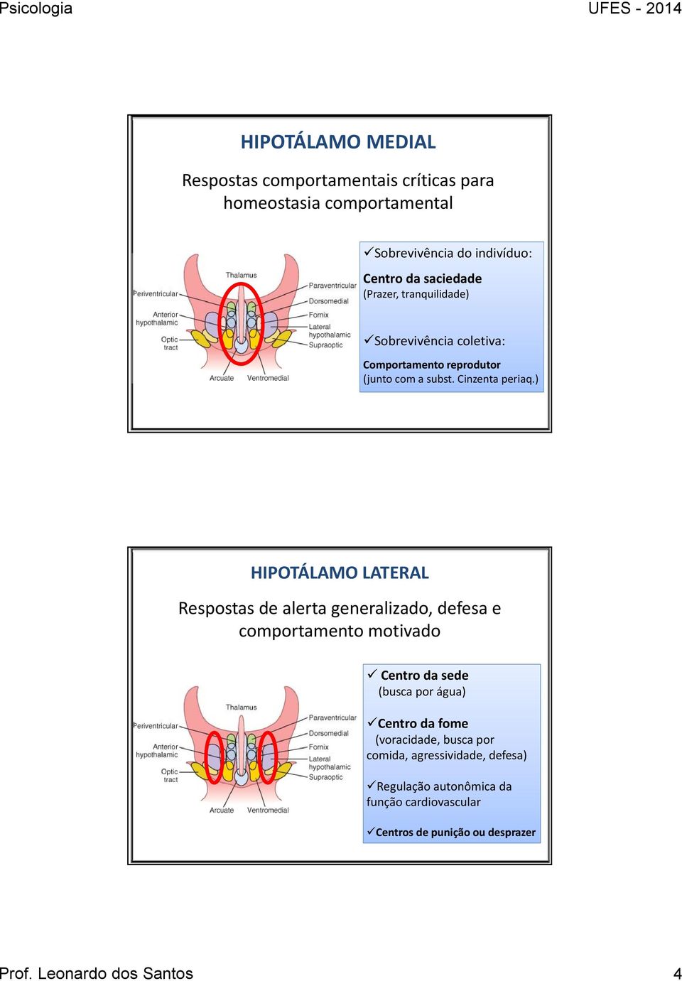 ) HIPOTÁLAMO LATERAL Respostas de alerta generalizado, defesa e comportamento motivado Centro da sede (busca por água) Centro da fome