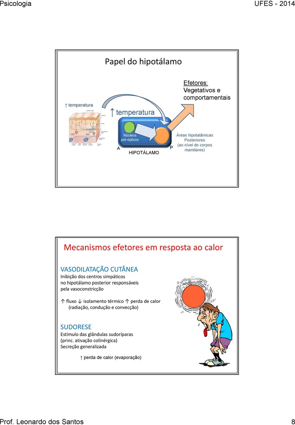 simpáticos nohipotálamo posterior responsáveis pela vasoconstricção fluxo isolamento térmico perda de calor (radiação, condução e convecção)