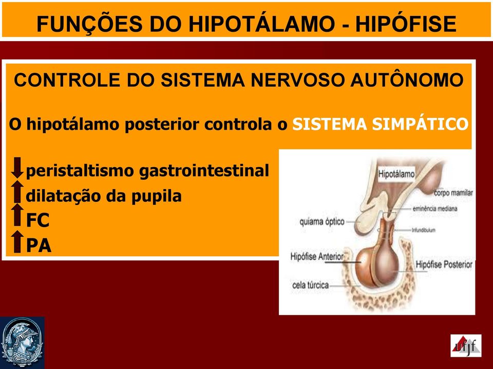 posterior controla o SISTEMA SIMPÁTICO