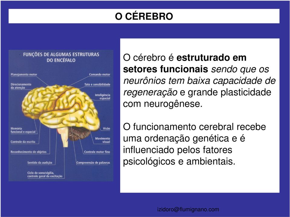 neurogênese.