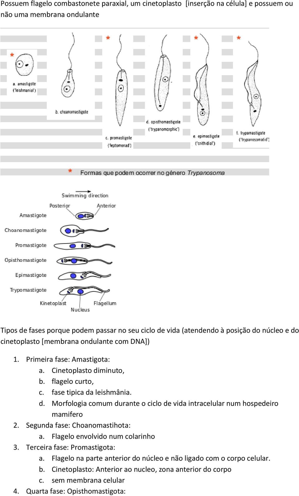 d. Morfologia comum durante o ciclo de vida intracelular num hospedeiro mamifero 2. Segunda fase: Choanomastihota: a. Flagelo envolvido num colarinho 3.