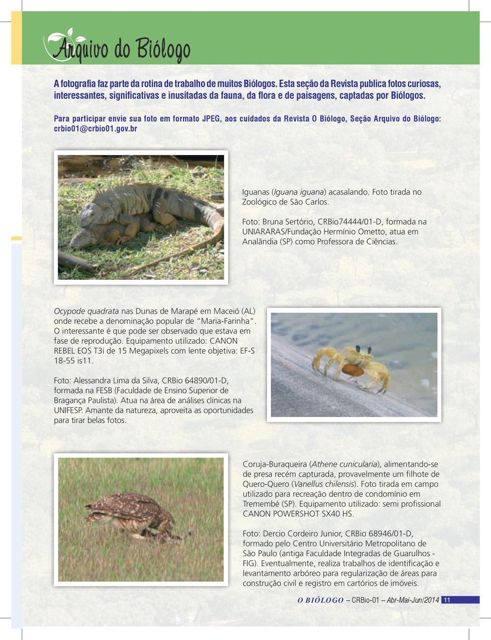 Para participar envie sua foto em formato JPEG, aos cuidados da Revista O Biólogo, Seção Arquivo do Biólogo: crbio01@crbio01.gov.br Iguanas (Iguana iguana) acasalando.