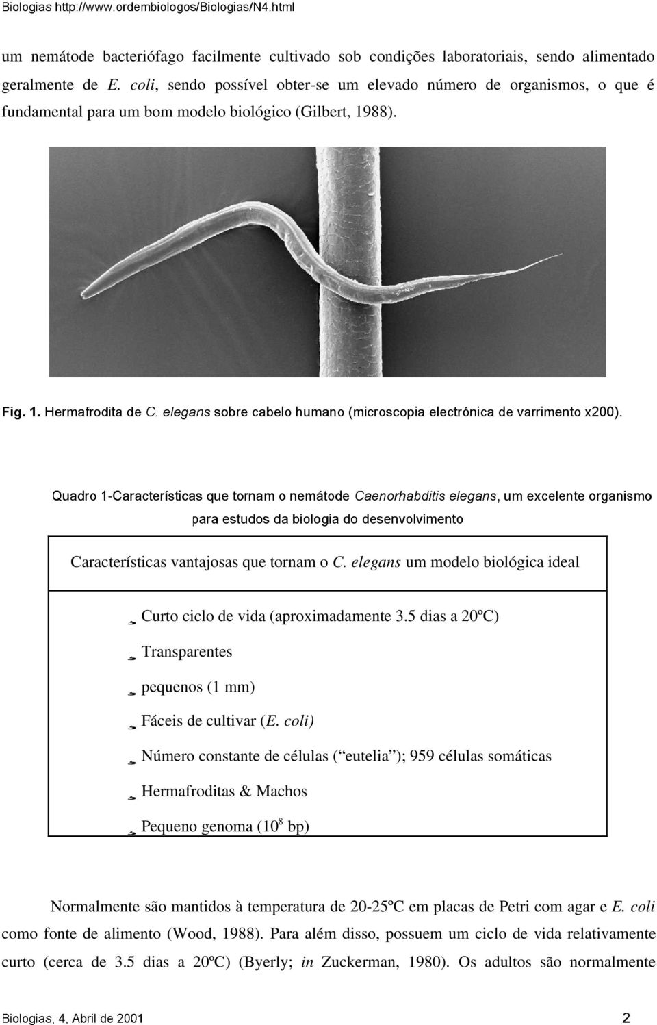 elegans um modelo biológica ideal Curto ciclo de vida (aproximadamente 3.5 dias a 20ºC) Transparentes pequenos (1 mm) Fáceis de cultivar (E.