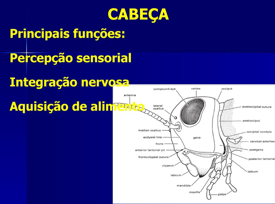 sensorial Integração