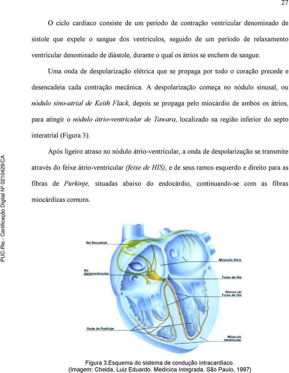 A despolarização começa no nódulo sinusal, ou nódulo sino-atrial de Keith Flack, depois se propaga pelo miocárdio de ambos os átrios, para atingir o nódulo átrio-ventricular de Tawara, localizado na