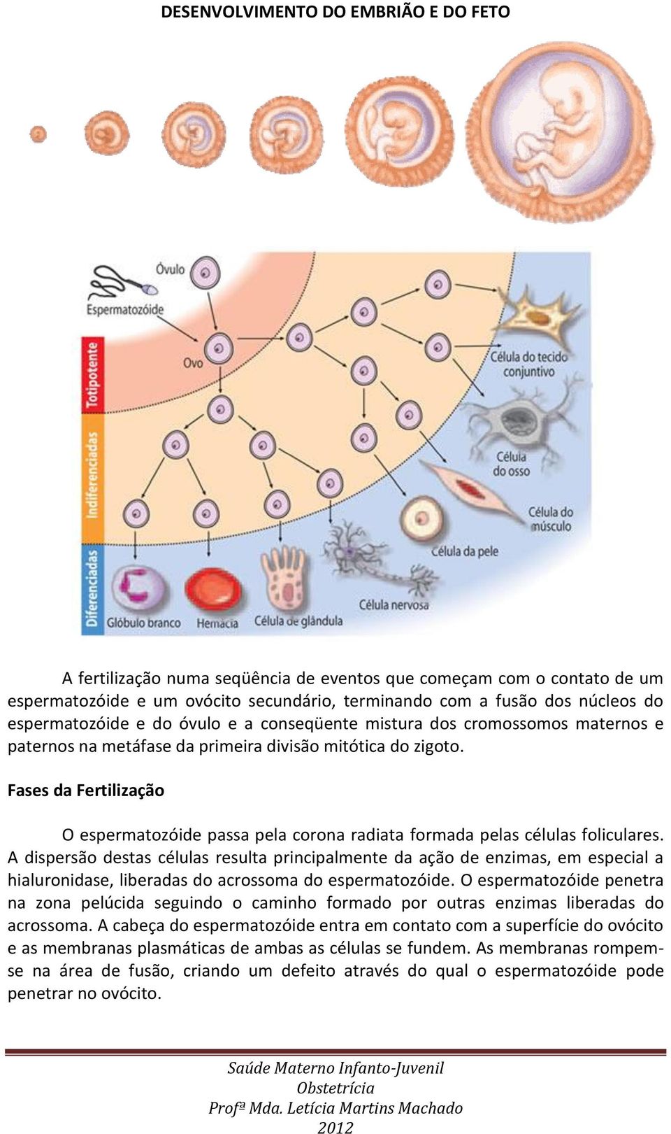 Fases da Fertilização O espermatozóide passa pela corona radiata formada pelas células foliculares.