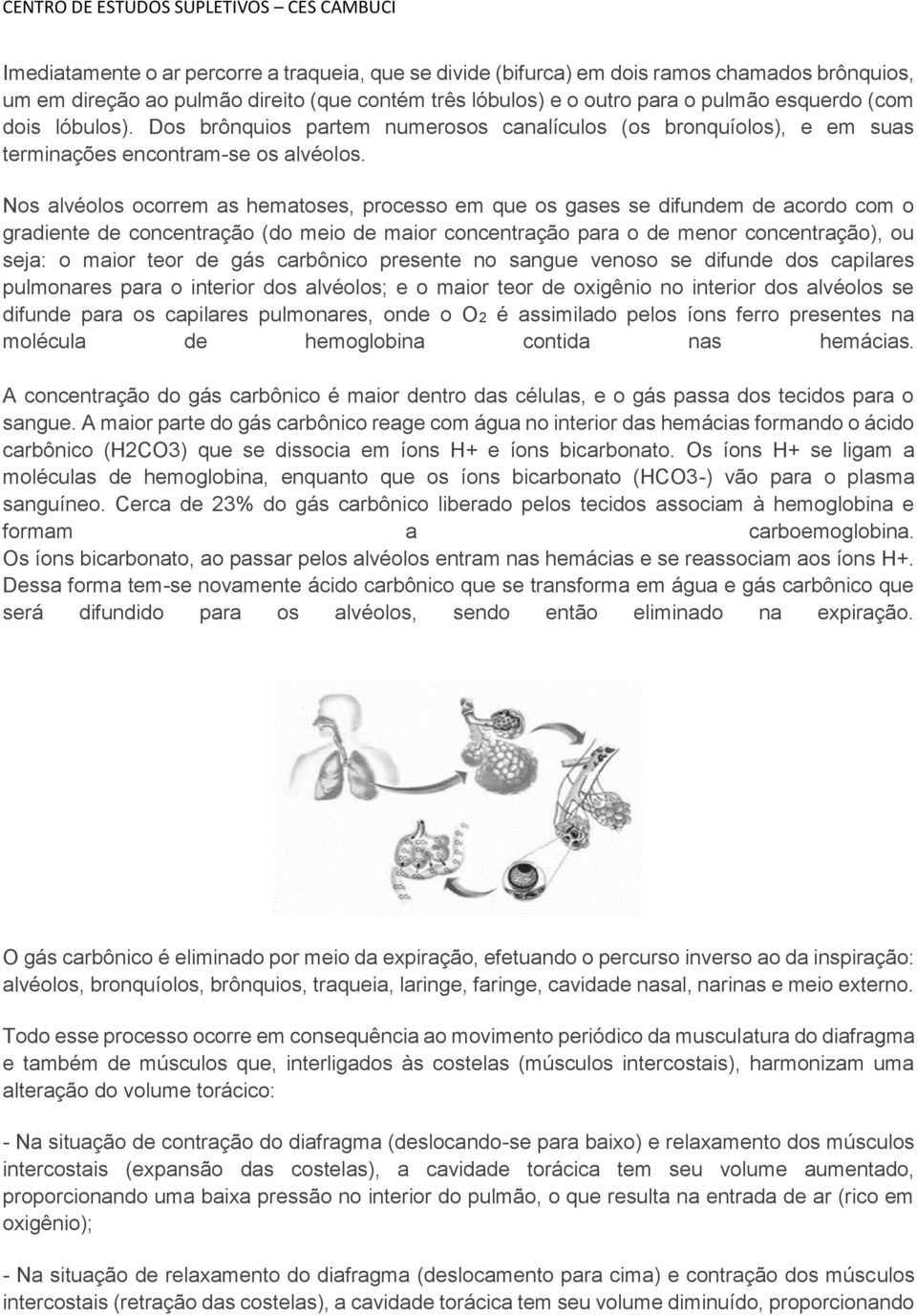 Nos alvéolos ocorrem as hematoses, processo em que os gases se difundem de acordo com o gradiente de concentração (do meio de maior concentração para o de menor concentração), ou seja: o maior teor