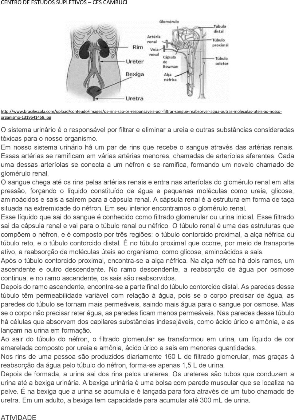 Em nosso sistema urinário há um par de rins que recebe o sangue através das artérias renais. Essas artérias se ramificam em várias artérias menores, chamadas de arteríolas aferentes.