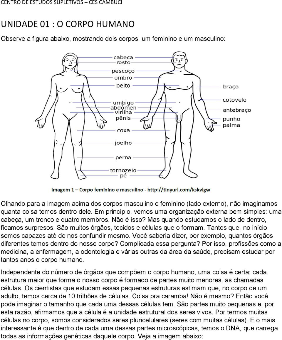 São muitos órgãos, tecidos e células que o formam. Tantos que, no início somos capazes até de nos confundir mesmo.