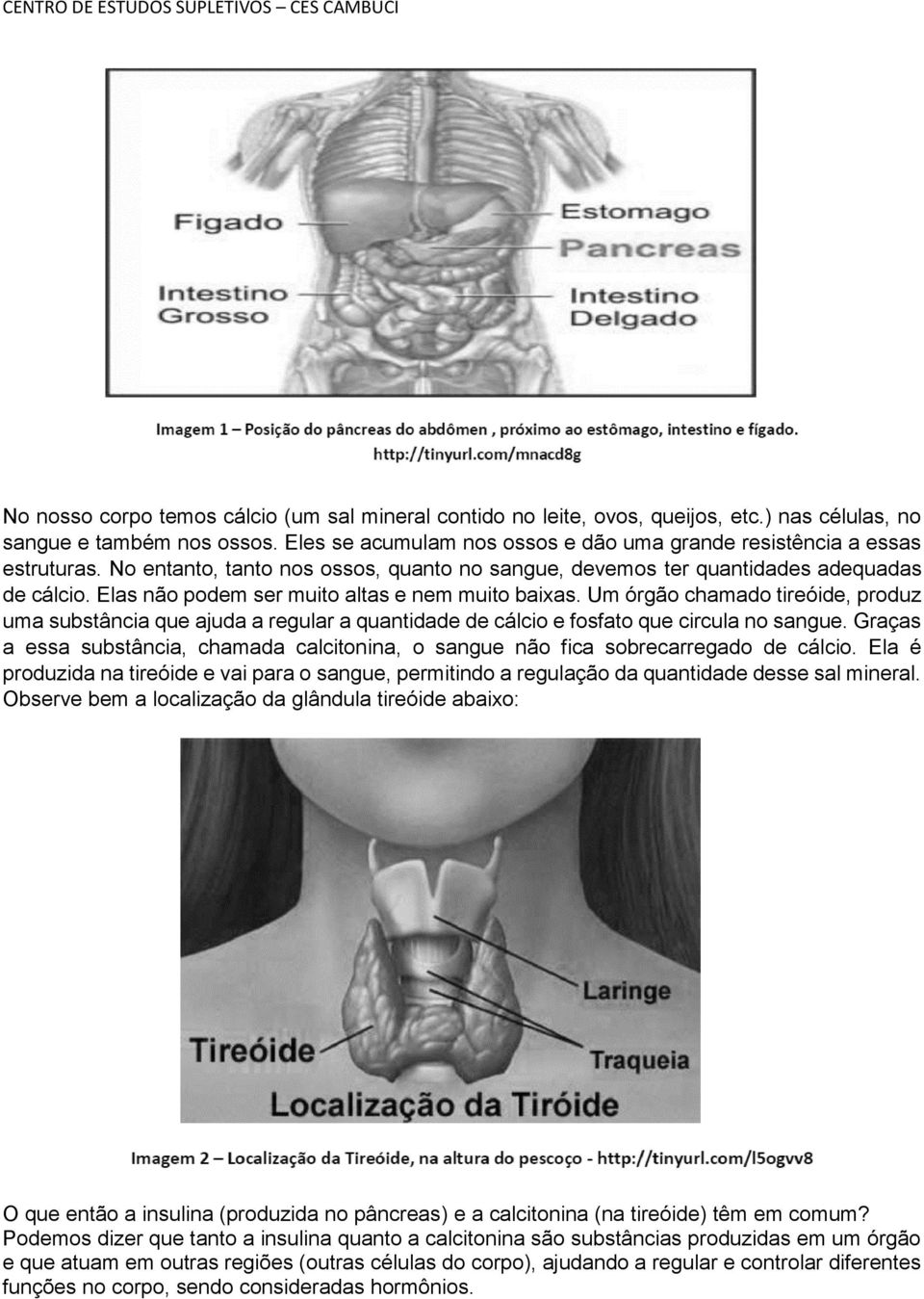 Elas não podem ser muito altas e nem muito baixas. Um órgão chamado tireóide, produz uma substância que ajuda a regular a quantidade de cálcio e fosfato que circula no sangue.