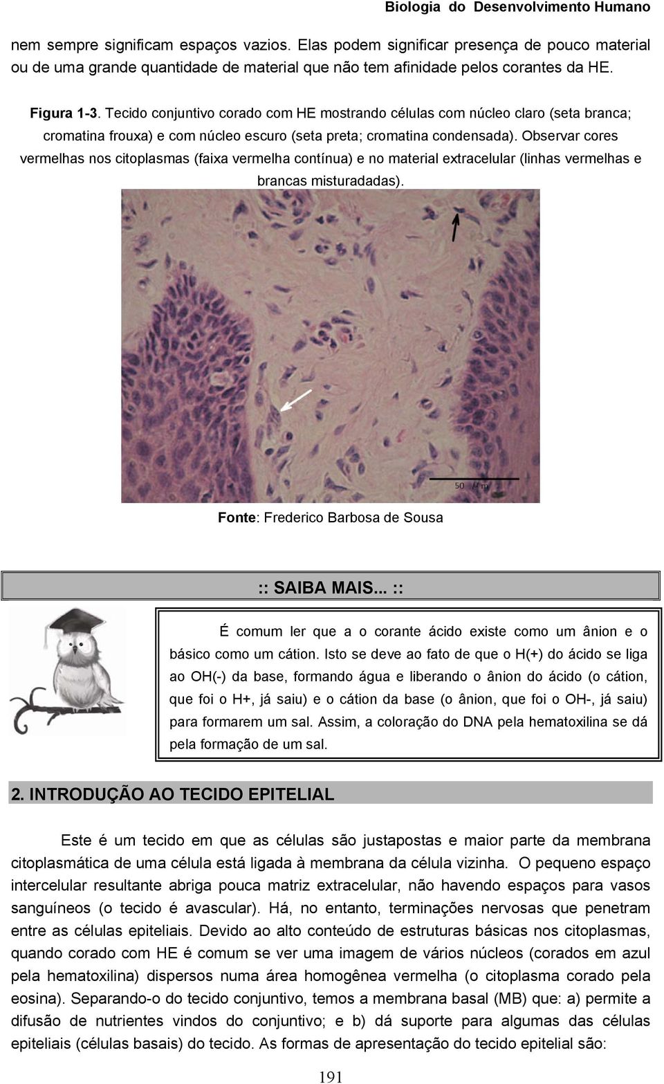 Observar cores vermelhas nos citoplasmas (faixa vermelha contínua) e no material extracelular (linhas vermelhas e brancas misturadadas). Fonte: Frederico Barbosa de Sousa :: SAIBA MAIS.