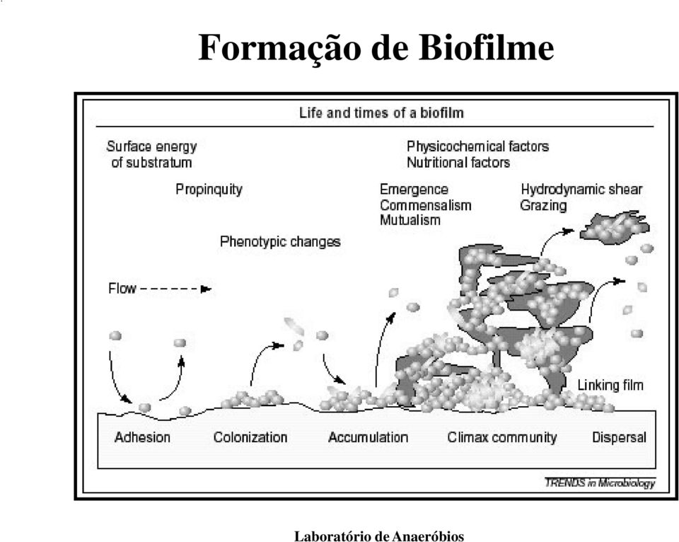 Biofilme