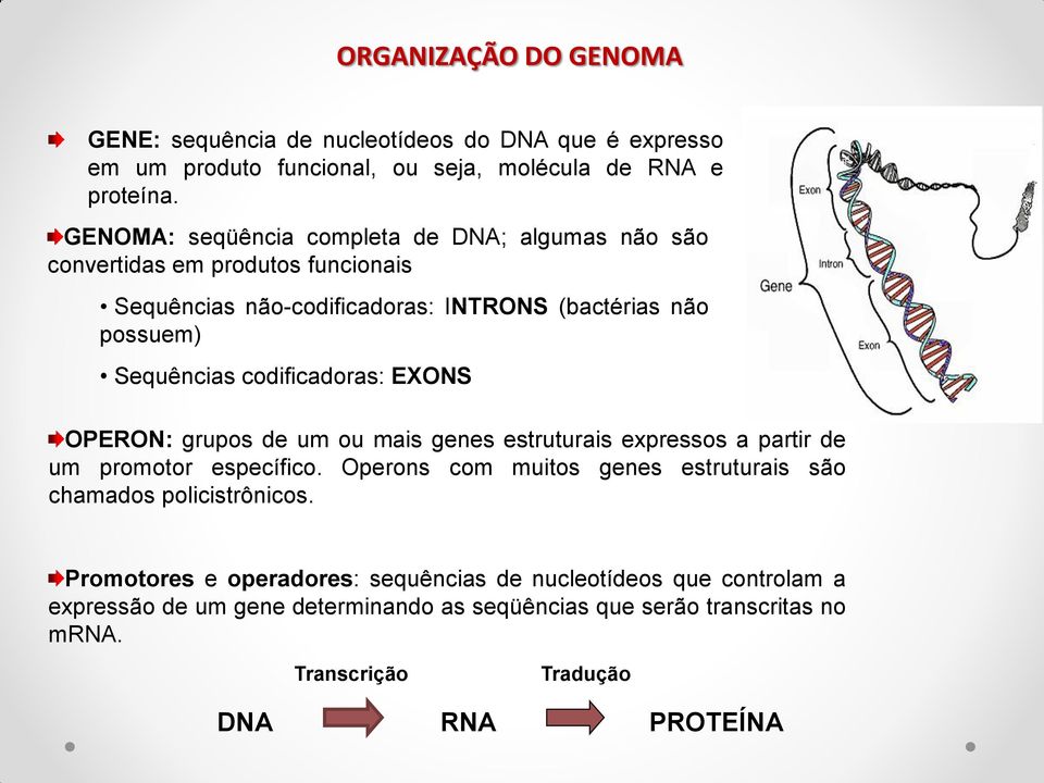 codificadoras: EXONS OPERON: grupos de um ou mais genes estruturais expressos a partir de um promotor específico.