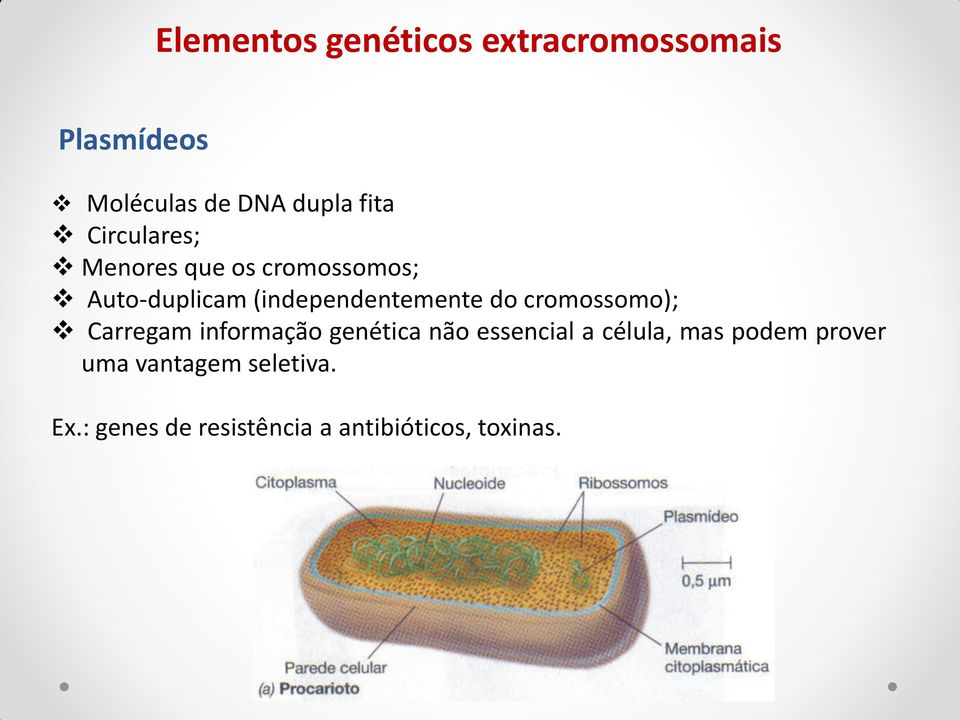 cromossomo); Carregam informação genética não essencial a célula, mas podem