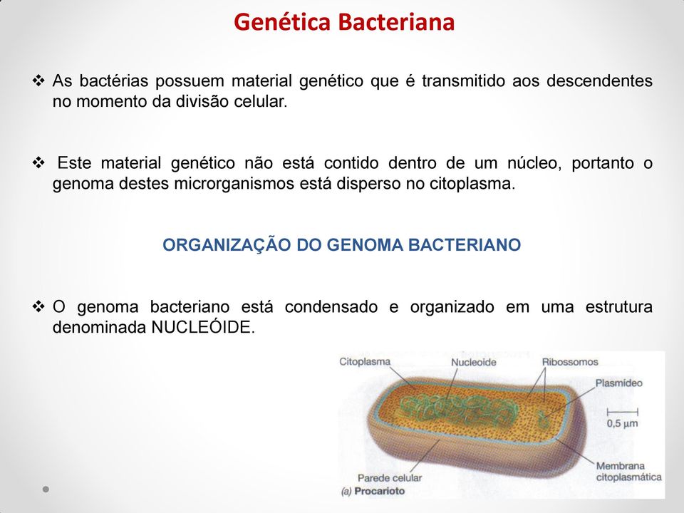 Este material genético não está contido dentro de um núcleo, portanto o genoma destes