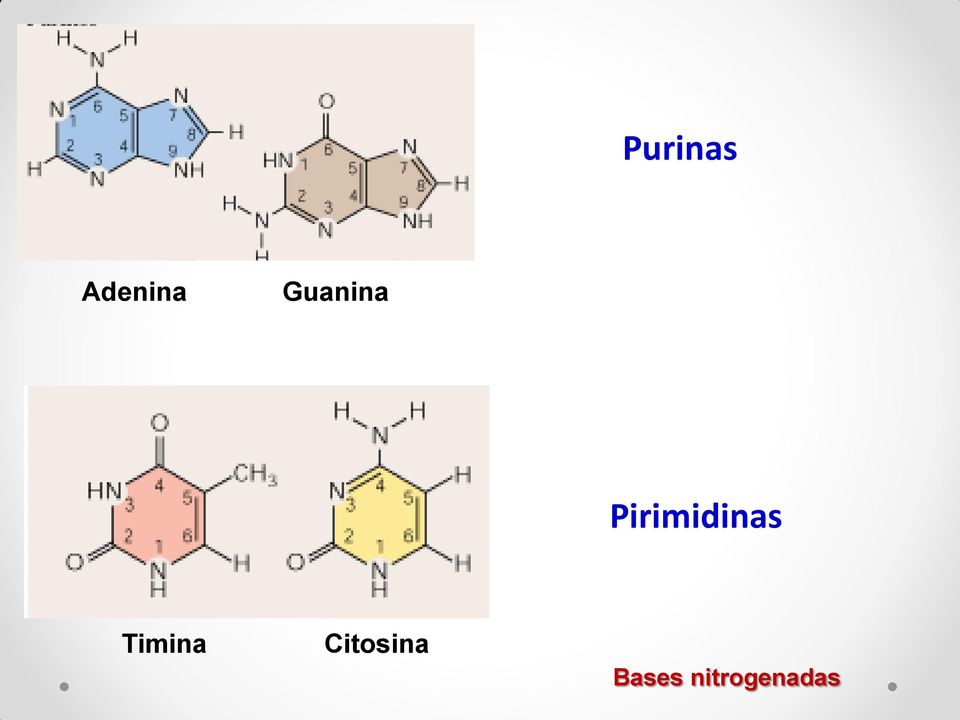 Pirimidinas