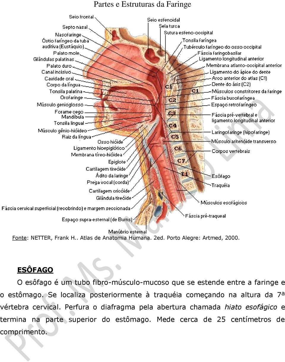 Se localiza posteriormente à traquéia começando na altura da 7ª vértebra cervical.