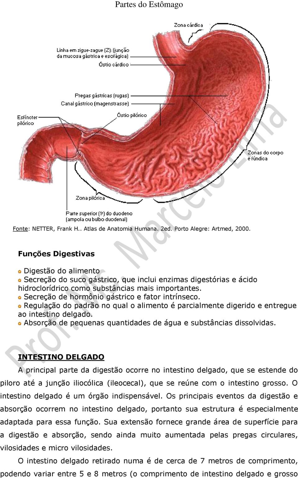 Absorção de pequenas quantidades de água e substâncias dissolvidas.