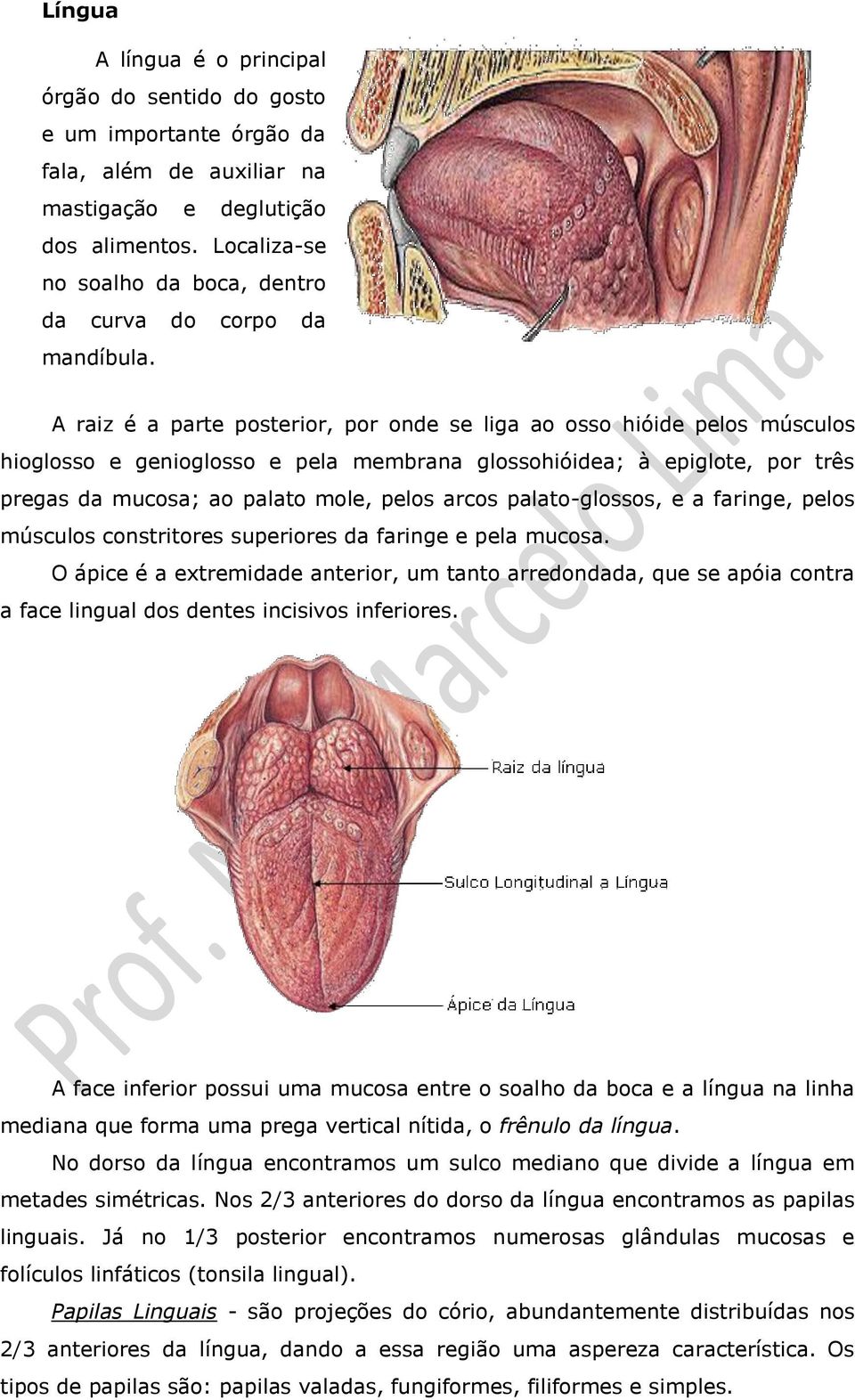 A raiz é a parte posterior, por onde se liga ao osso hióide pelos músculos hioglosso e genioglosso e pela membrana glossohióidea; à epiglote, por três pregas da mucosa; ao palato mole, pelos arcos