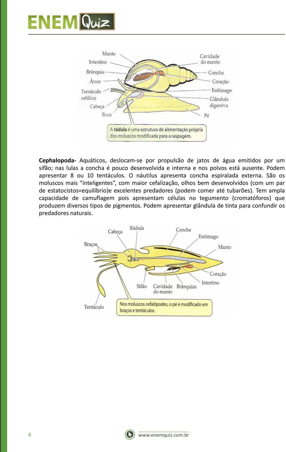 São os moluscos mais inteligentes, com maior cefalização, olhos bem desenvolvidos (com um par de estatocistos=equilíbrio)e excelentes predadores (podem comer até