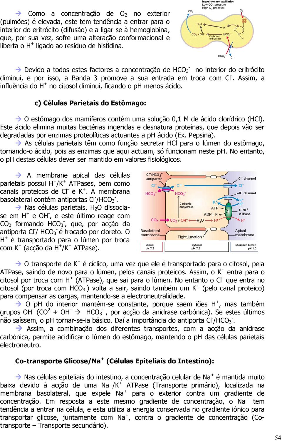 - Devido a todos estes factores a concentração de HCO 3 no interior do eritrócito diminui, e por isso, a Banda 3 promove a sua entrada em troca com Cl -.