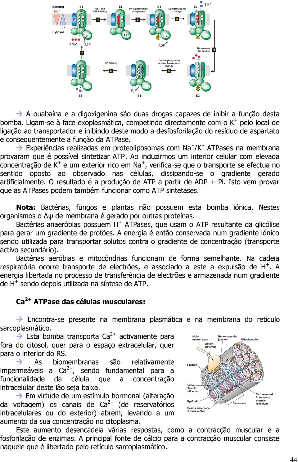 ATPase. Experiências realizadas em proteoliposomas com Na + /K + ATPases na membrana provaram que é possível sintetizar ATP.