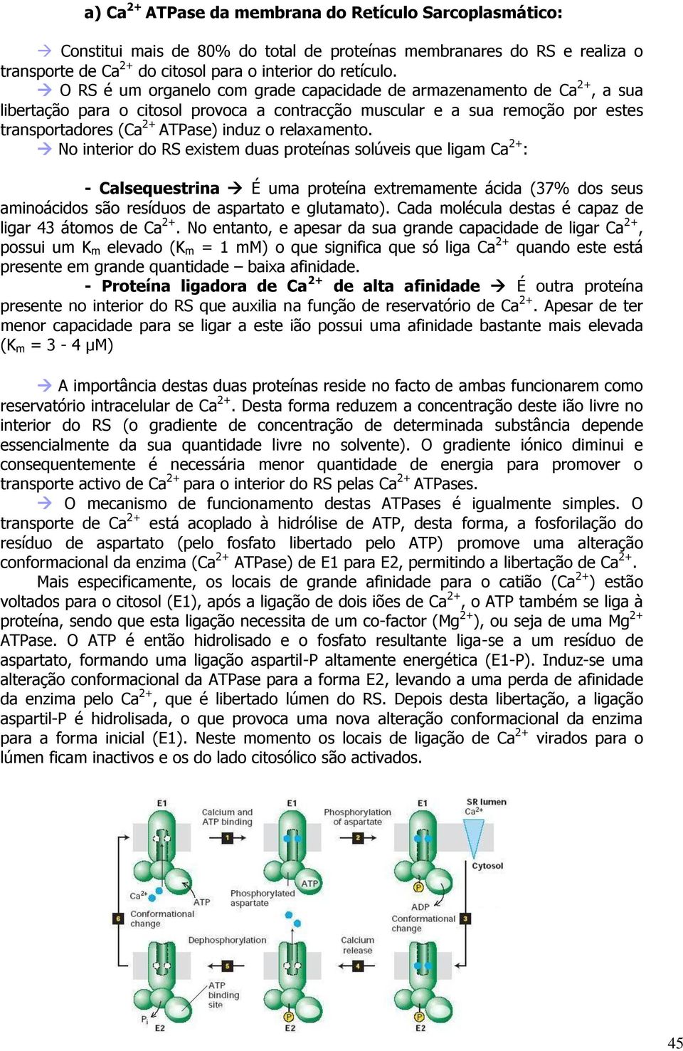 relaxamento. No interior do RS existem duas proteínas solúveis que ligam Ca 2+ : - Calsequestrina É uma proteína extremamente ácida (37% dos seus aminoácidos são resíduos de aspartato e glutamato).