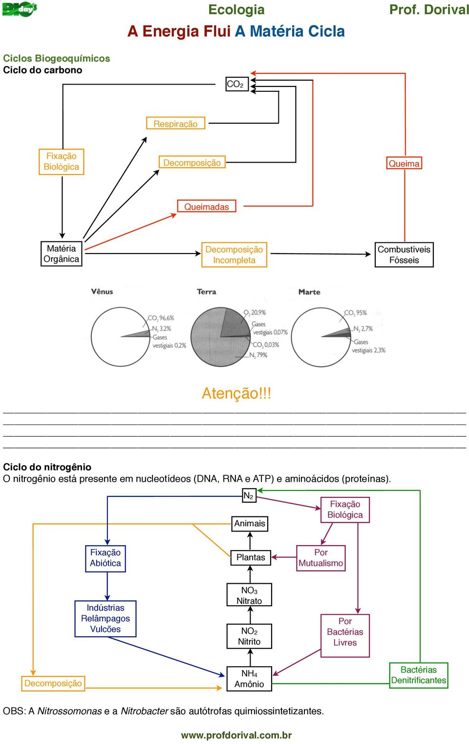 aminoácidos (proteínas).