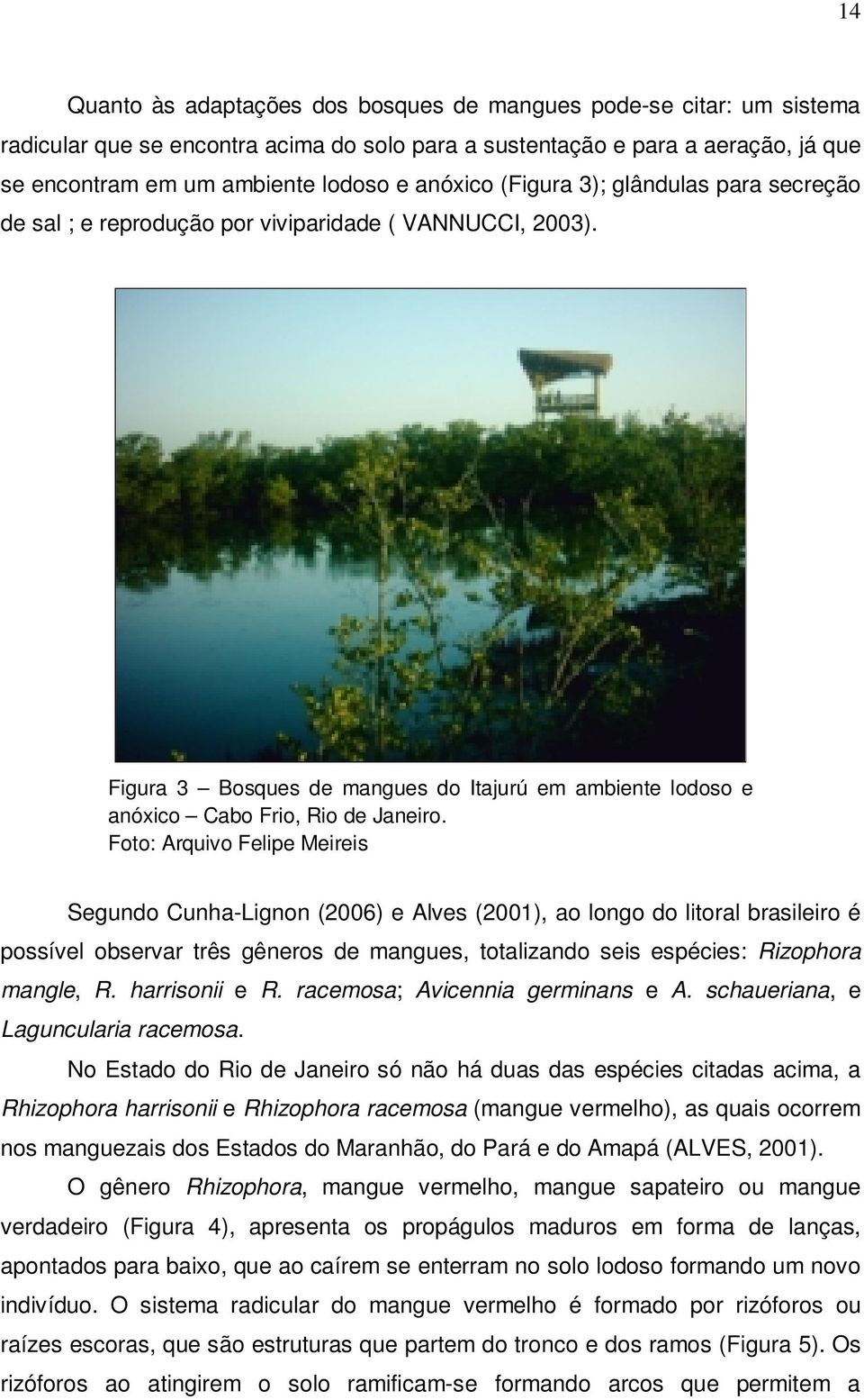 Foto: Arquivo Felipe Meireis Segundo Cunha-Lignon (2006) e Alves (2001), ao longo do litoral brasileiro é possível observar três gêneros de mangues, totalizando seis espécies: Rizophora mangle, R.