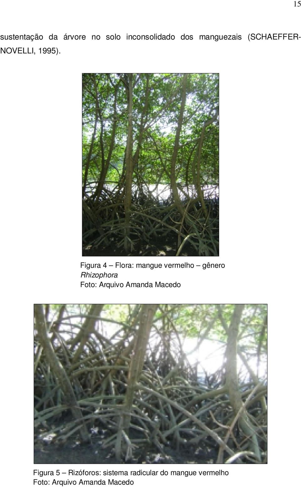 Figura 4 Flora: mangue vermelho gênero Rhizophora Foto: