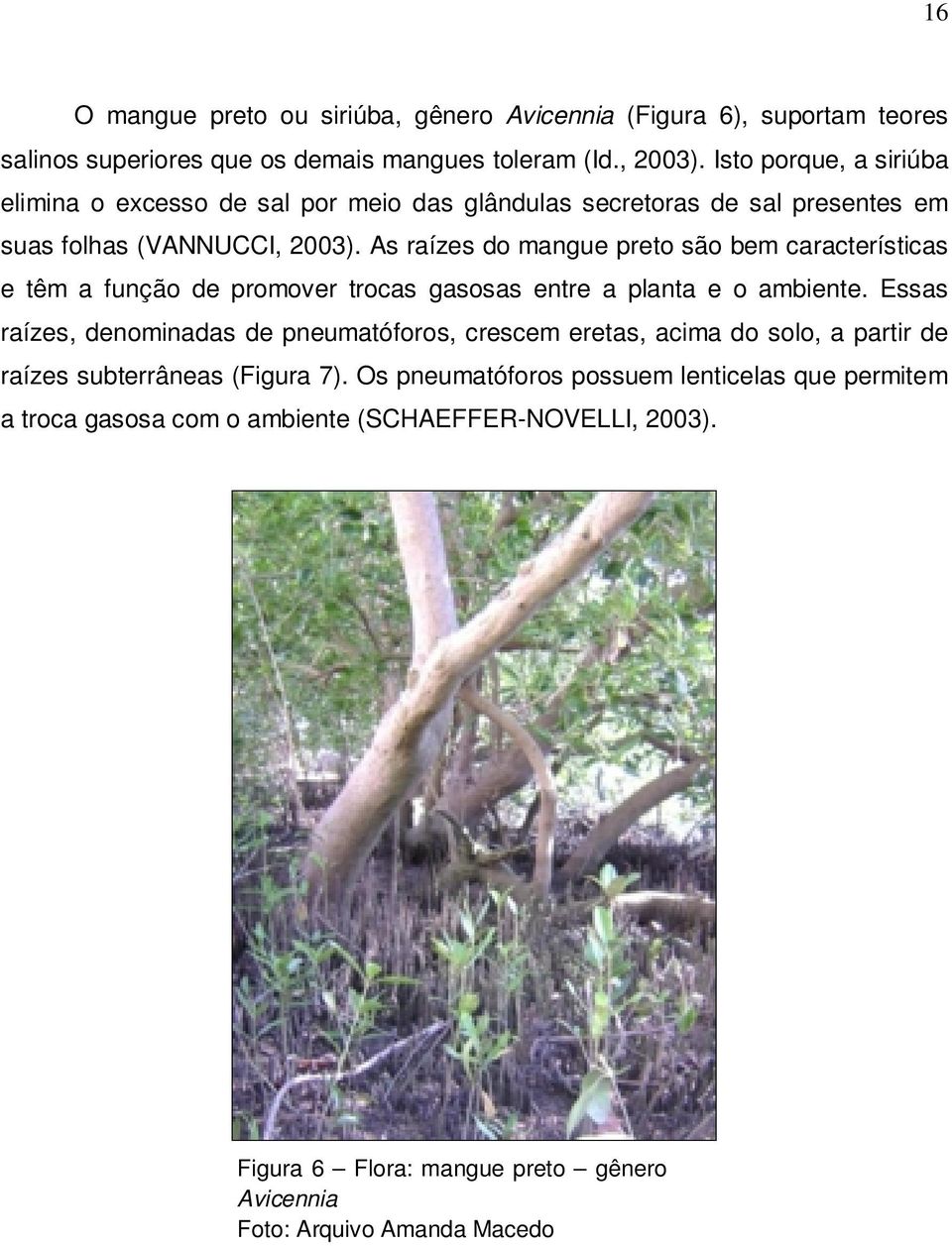 As raízes do mangue preto são bem características e têm a função de promover trocas gasosas entre a planta e o ambiente.