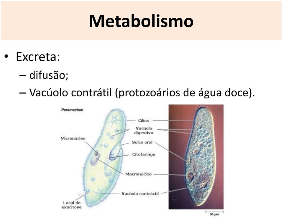 Vacúolo contrátil