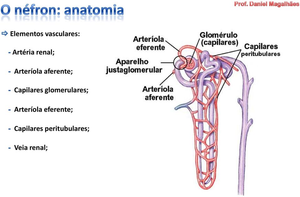 Capilares glomerulares; Arteríola