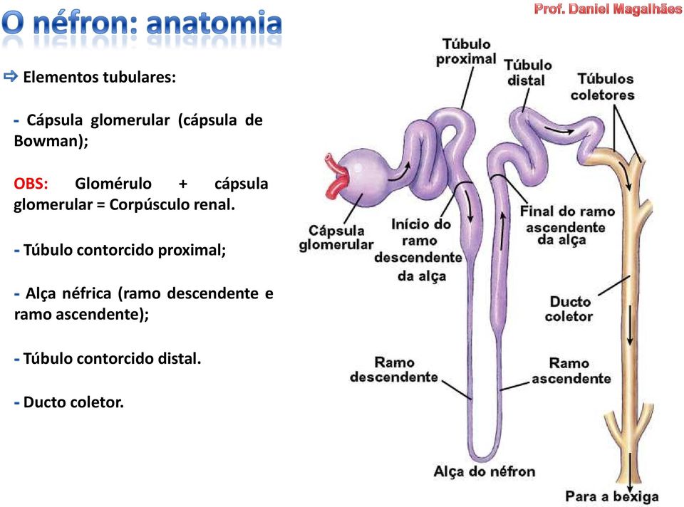 renal.