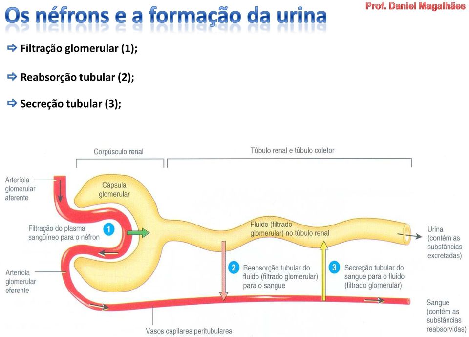 Reabsorção