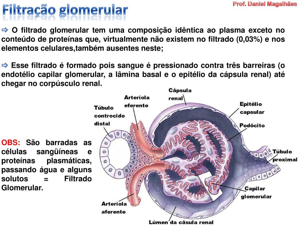 contra três barreiras (o endotélio capilar glomerular, a lâmina basal e o epitélio da cápsula renal) até chegar no