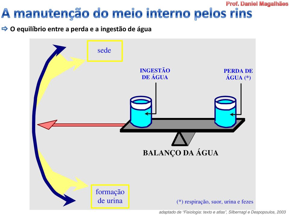 formação de urina (*) respiração, suor, urina e fezes