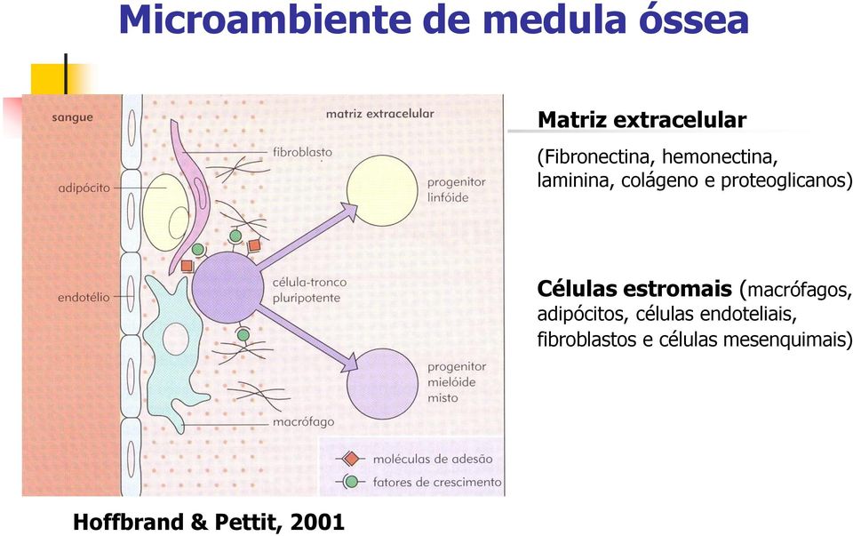 proteoglicanos) Células estromais (macrófagos, adipócitos,