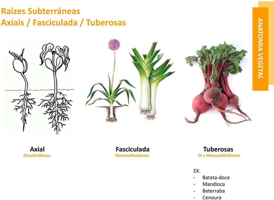 Dicotiledôneas Monocotiledôneas Di e