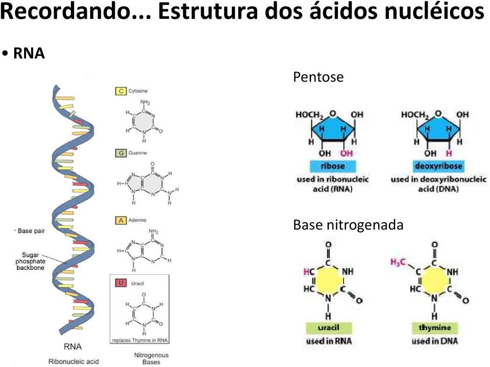 ácidos nucléicos