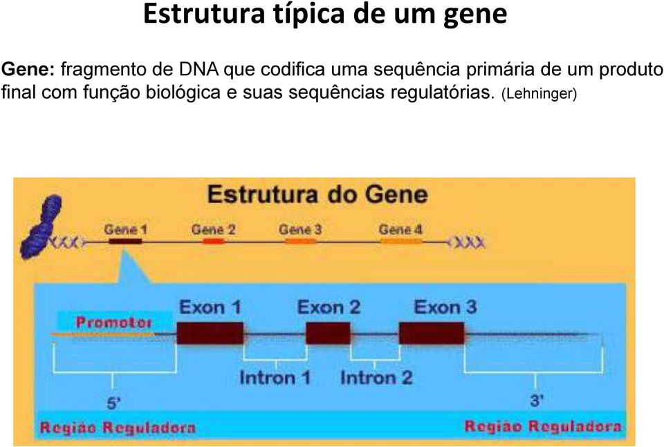 sequência primária de um produto final com