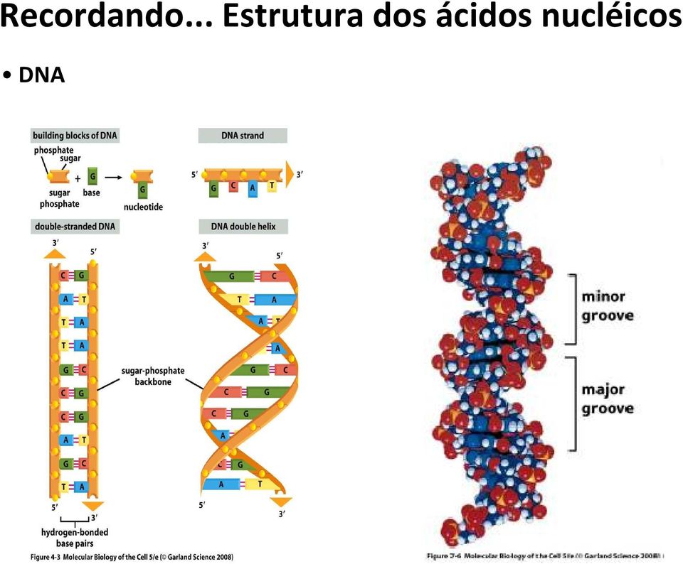 Estrutura